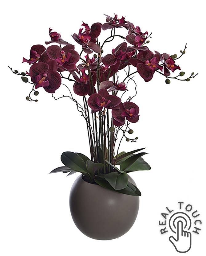 Szürke színű kerámia gömbkaspóba helyezett, burgundi színárnyalatú orchidea művirág.