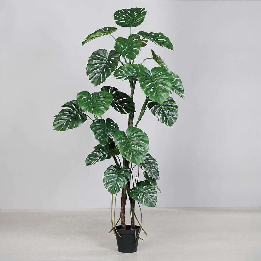 Mű filodendron növény, fekete műanyag cserépben.