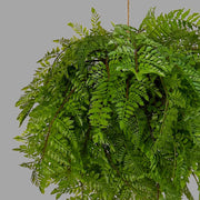 Nagy páfránylabda műnövény .