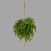 Nagy páfránylabda műnövény .