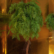 Függeszthető kialakítású, páfránylabda műnövény.