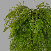 Függeszthető kialakítású, páfránylabda műnövény.