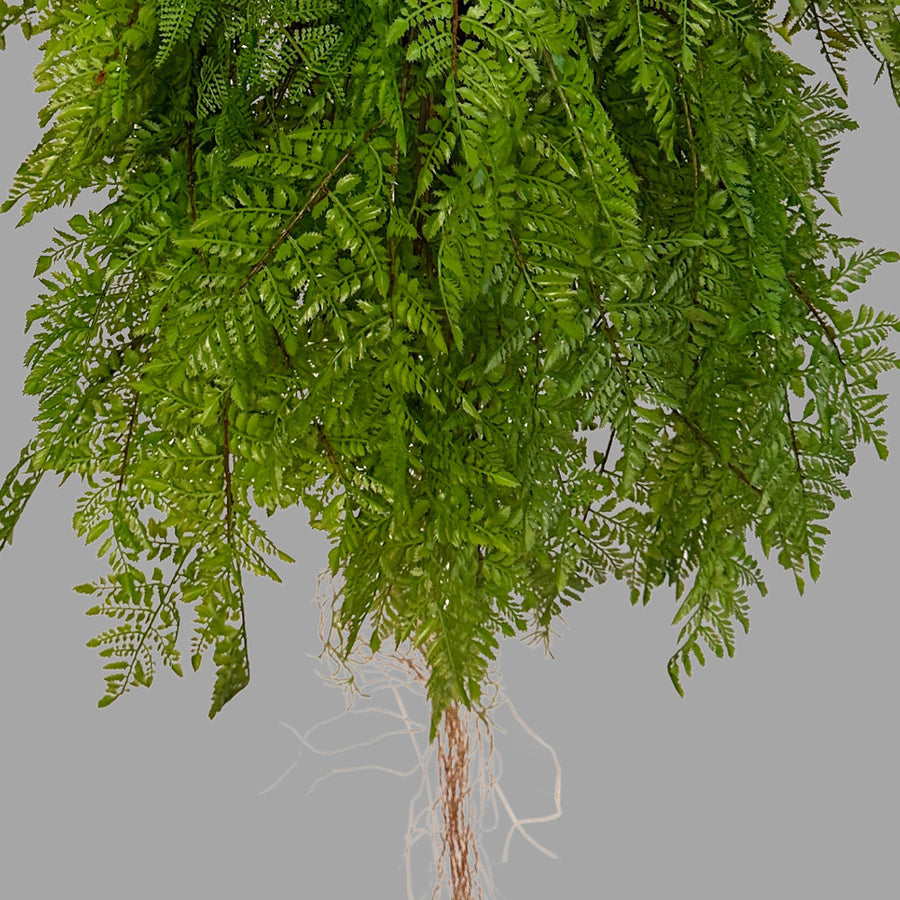 Függeszthető kialakítású, páfránylabda műnövény.