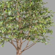 Óriás méretű mű fikusz fa.