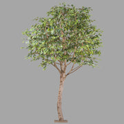 Óriás méretű mű fikusz fa.