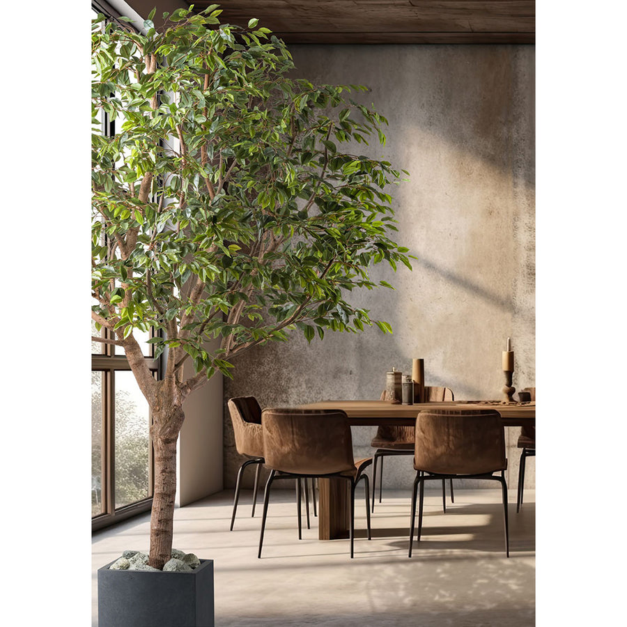 Óriás méretű mű fikusz fa.