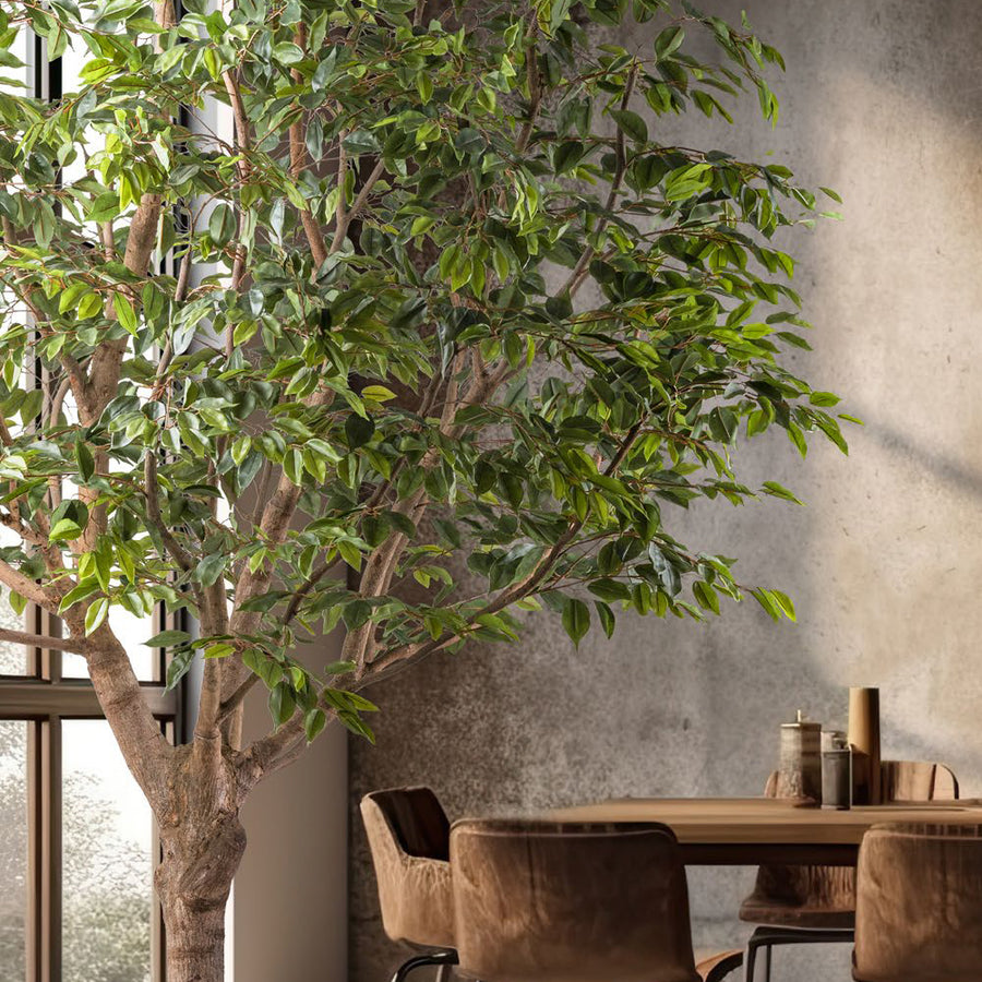 Óriás méretű mű fikusz fa.