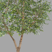 Óriás méretű mű fikusz fa.