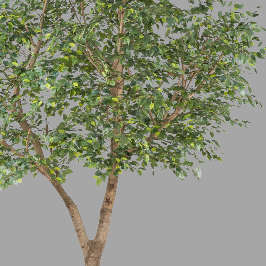 Óriás méretű mű fikusz fa.