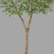 Óriás méretű mű fikusz fa.