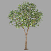 Óriás méretű mű fikusz fa.