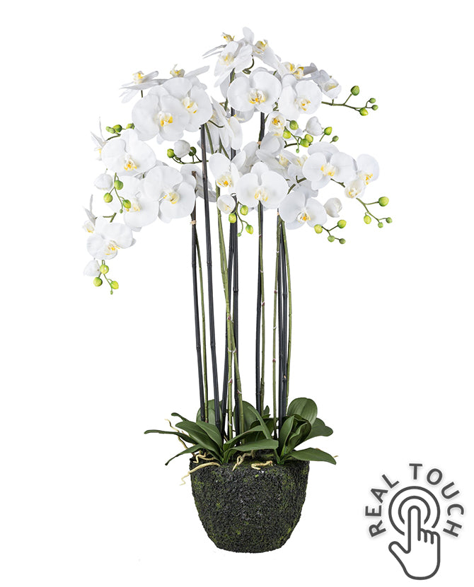Fehér színű mű orchidea, mesterséges földlabdában.