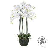 Fehér színű mű orchidea, mesterséges földlabdában.