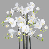Fehér színű mű orchidea, mesterséges földlabdában.