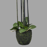 Fehér színű mű orchidea, mesterséges földlabdában.