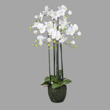 Fehér színű mű orchidea, mesterséges földlabdában.