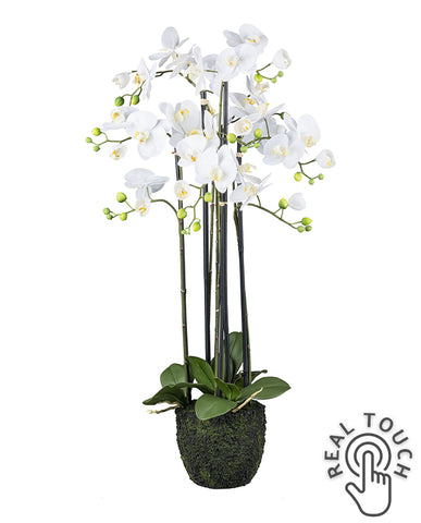 Fehér színű mű orchidea, mesterséges földlabdában.