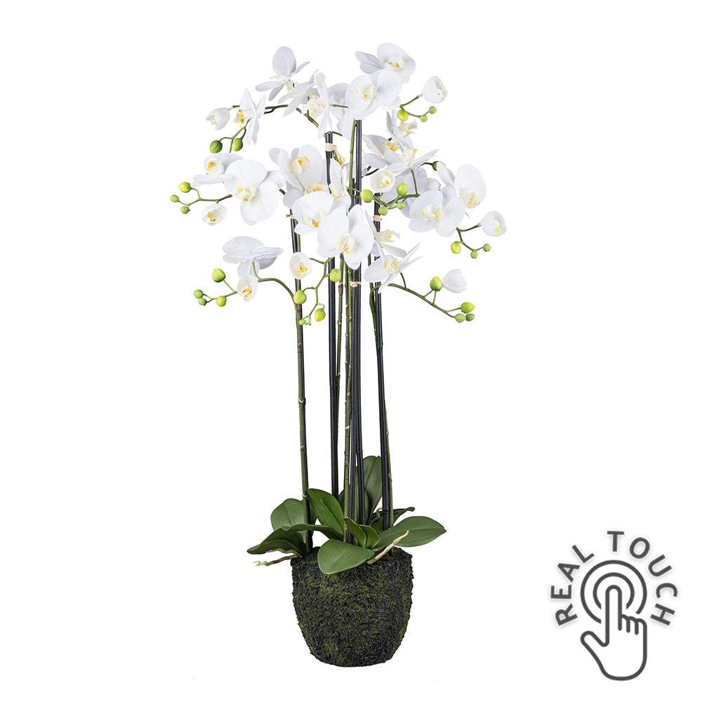 Fehér színű mű orchidea, mesterséges földlabdában.
