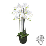 Fehér színű mű orchidea, mesterséges földlabdában.