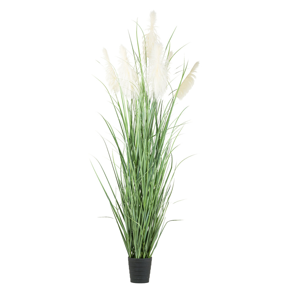 PAMPAS óriás krém mű pampafű bokor 270 cm fekete cserépben