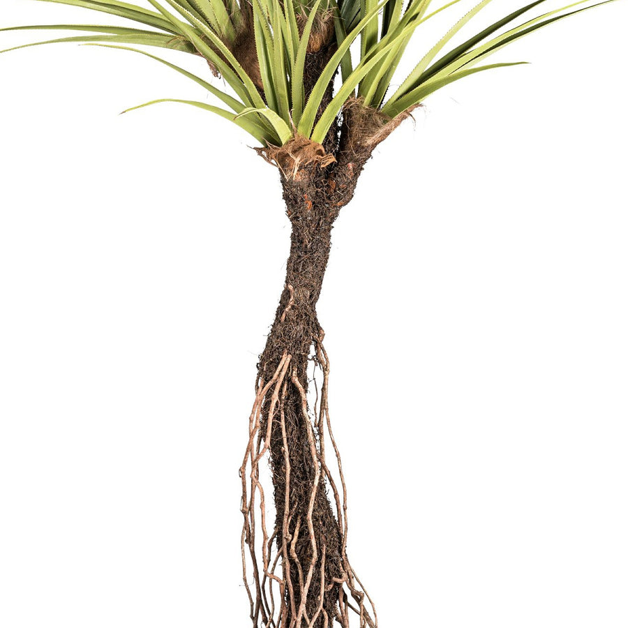 PANDANUS TECTORIUS mű csavarpálma rusztikus törzse és léggyökerei