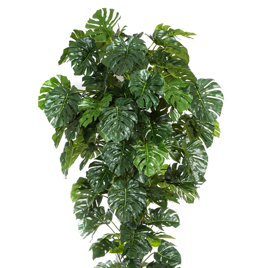 Élethű, gazdag zöld levelekkel rendelkező óriás filodendron.