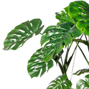 Zöld mű filodendron levelek és indák oldalnézetből.