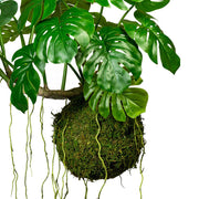 Függeszthető mű filodendron kompozíció.