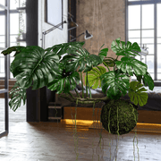 Függeszthető mű filodendron kompozíció loft térben.