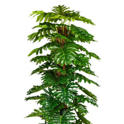 Mű filodendron 190 cm magas, trópusi hangulatot árasztó dekoráció beltéri térben.