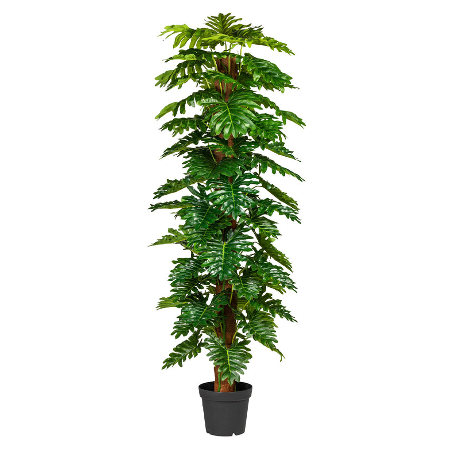 Élethű, 190 cm magas mű filodendron fekete cserépben, nagy zöld levelekkel.