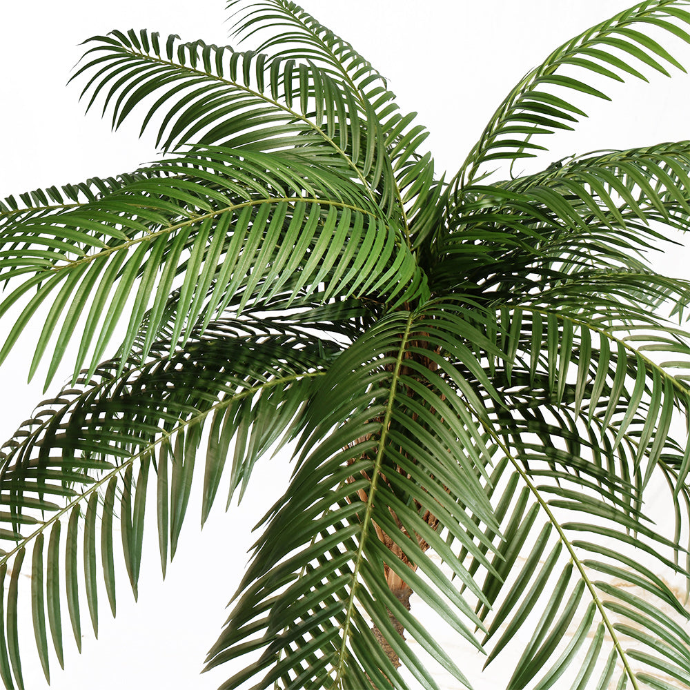 Phoenix Palm óriás mű datolyapálma részletfotó a sűrű, hosszú, zöld pálmalevelekről.
