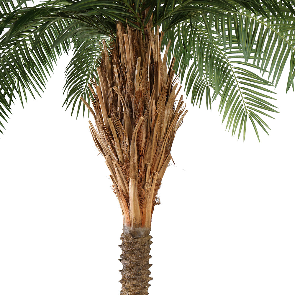 Phoenix Palm óriás mű datolyapálma törzsének és levélcsatlakozásainak részletfotója.