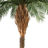 Phoenix Palm óriás mű datolyapálma törzsének és levélcsatlakozásainak részletfotója.