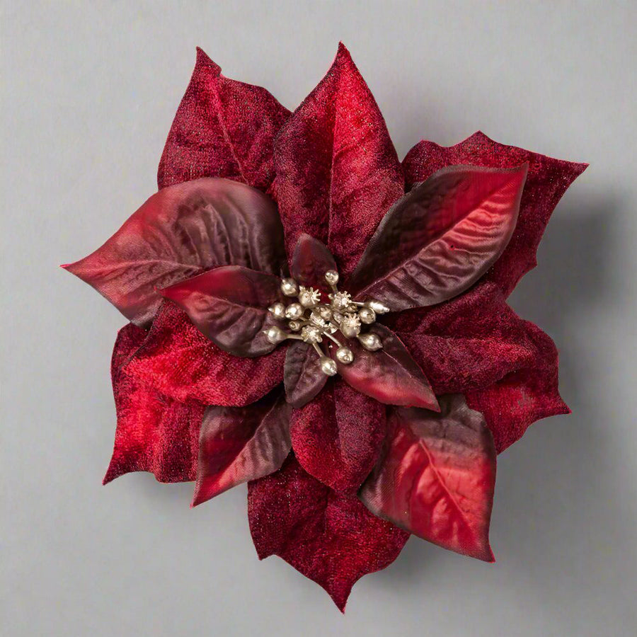 Bordó színű, bársony mikulásvirág.