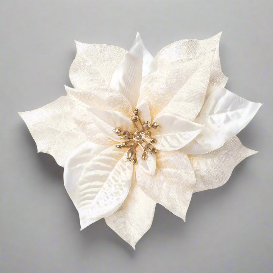 Krémszínű, bársony mikulásvirág.