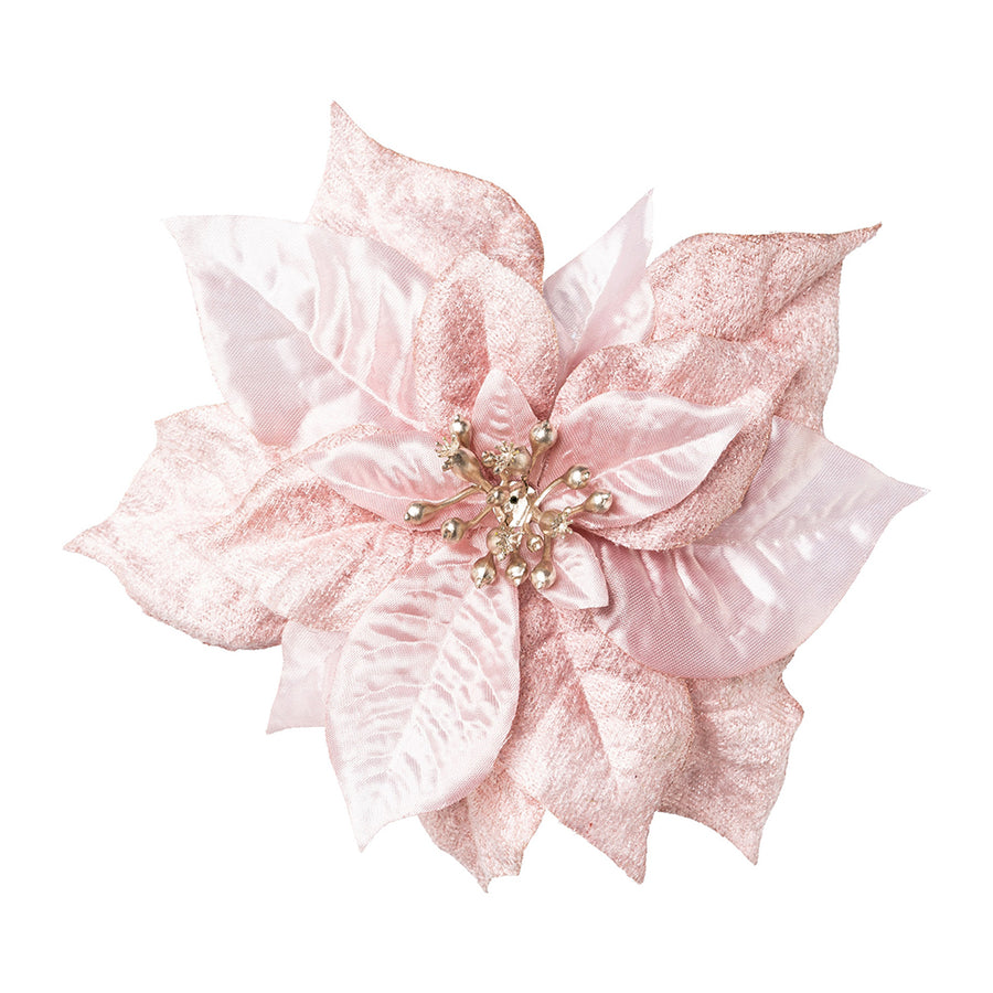 Pinkszínű, bársony mikulásvirág.