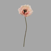 Hosszú szárú, barack színű mű pipacs virág.