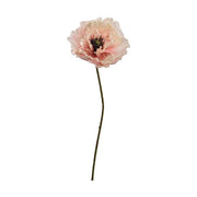 Hosszú szárú, barack színű mű pipacs virág.