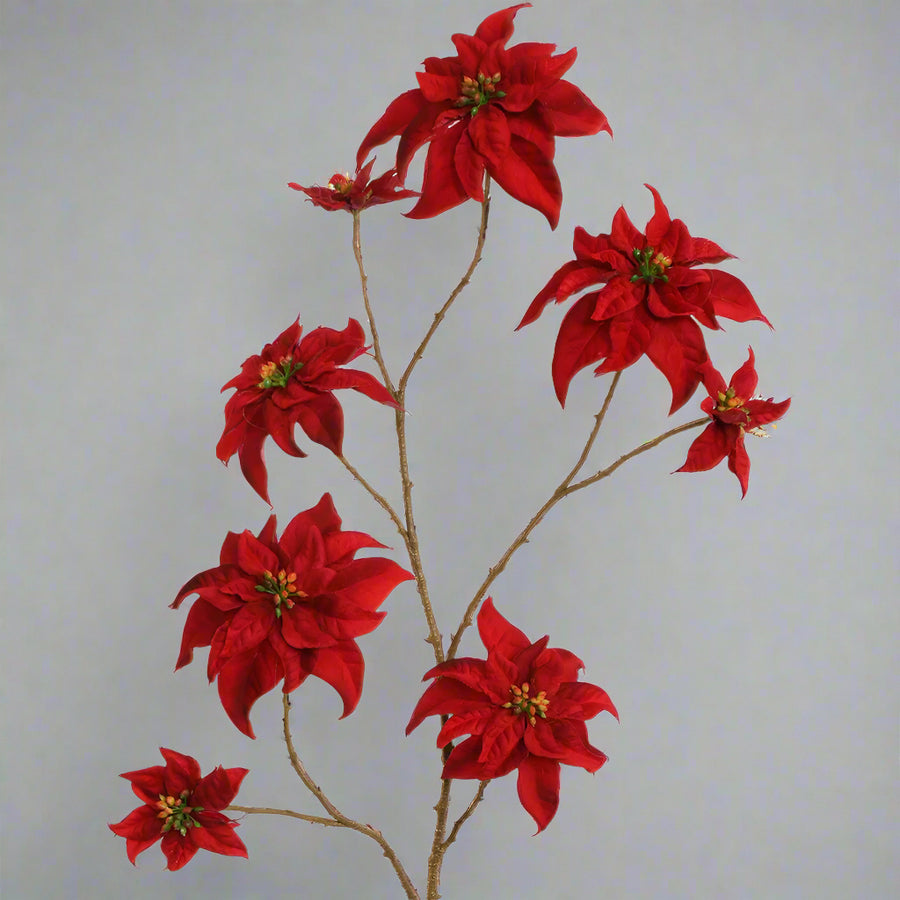 Élethű bordó bársony mikulásvirág szirmok és zöld bibék részletfotója.