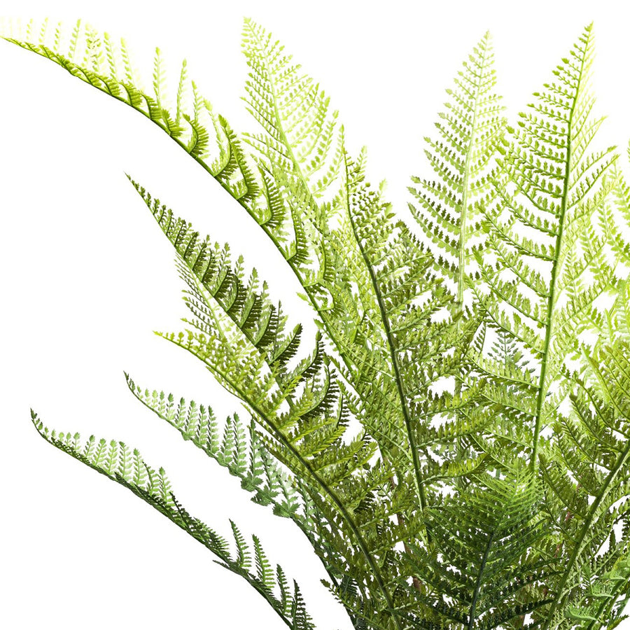 Közelről fotózott dicksonia páfrány levelei, részletgazdag erezettel és élénk zöld színnel.