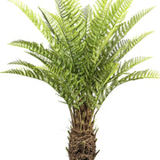 Mű dicksonia páfrányfa részlet – világoszöld, sűrű páfránylevelek közelről