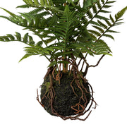 POLYPODIOPSIDA zöld mű páfrány mohalabdában 38 cm