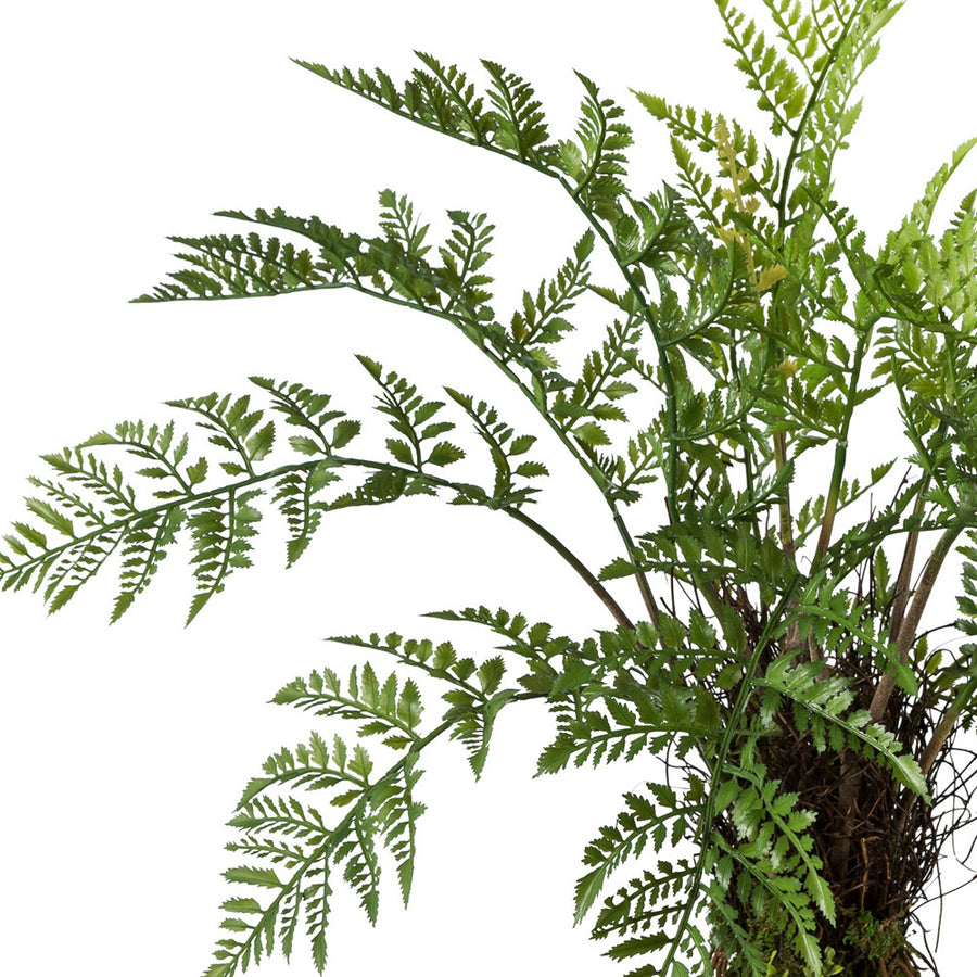 Közelkép a mű páfrány sűrű, részletgazdag leveleiről.