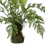 A páfrány alsó része mohás földlabdával és természetes hatású gyökerekkel.