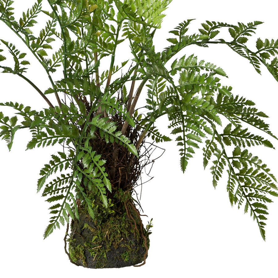 A páfrány alsó része mohás földlabdával és természetes hatású gyökerekkel.