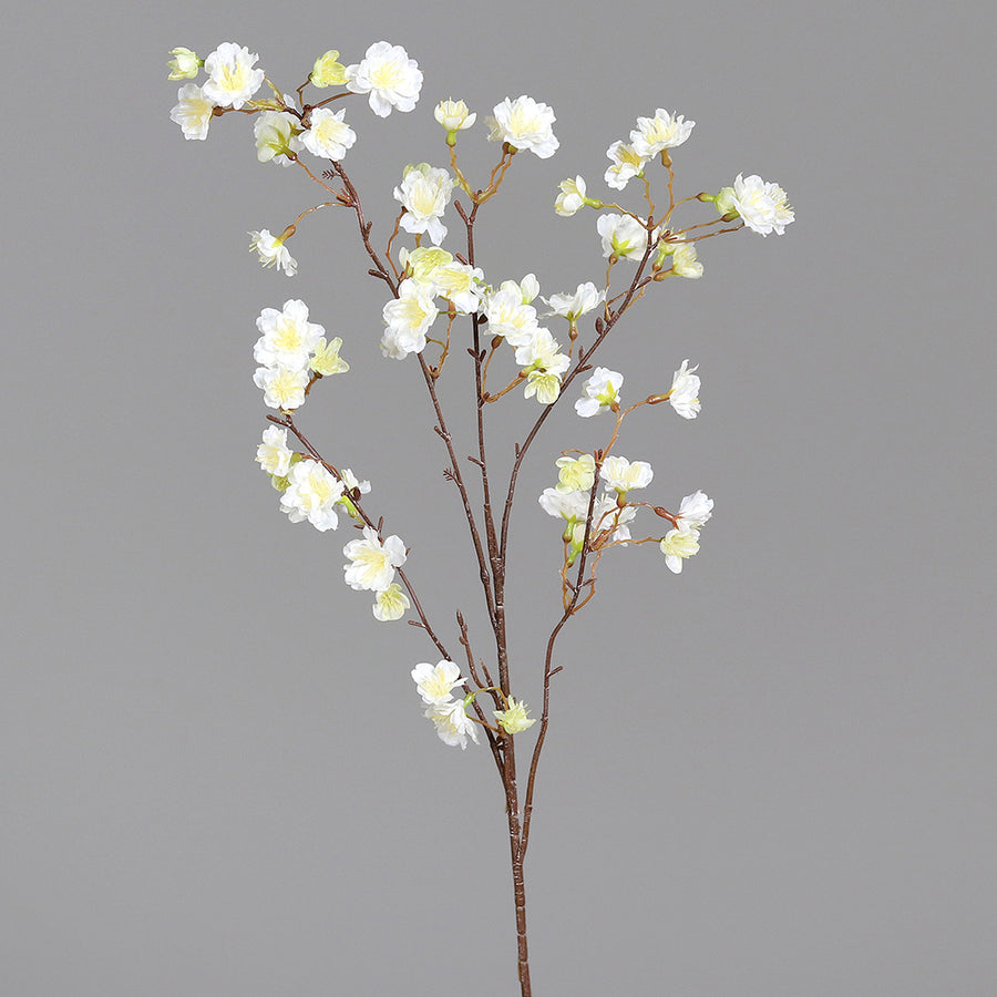 Virágzó, mű cseresznyefa ág, krémszínű nyílt virágokkal, szürke hátterű stúdió fotó.