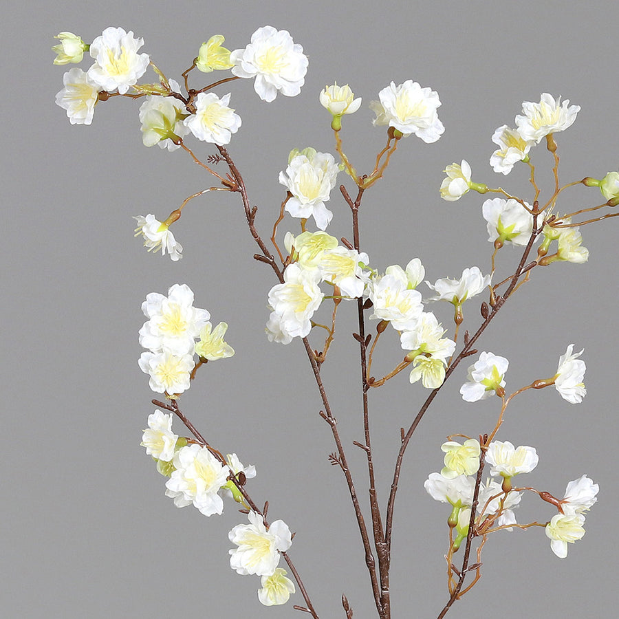 Virágzó, mű cseresznyefa ág, krémszínű nyílt virágokkal, közeli kép a virágokról.