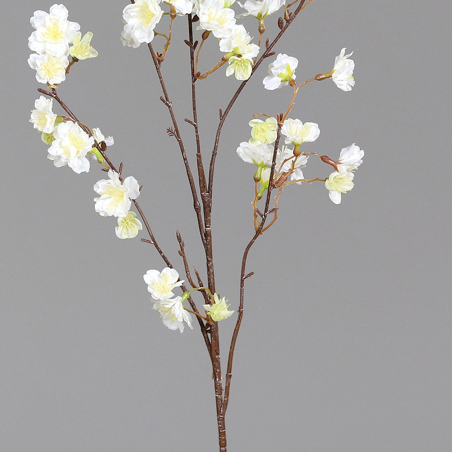 Virágzó, mű cseresznyefa ág, krémszínű nyílt virágokkal, közeli kép a virágokról és szárról.