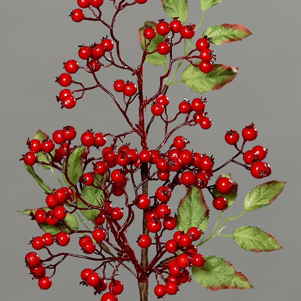 Élethű piros Pyracantha ág részletgazdag bogyókkal